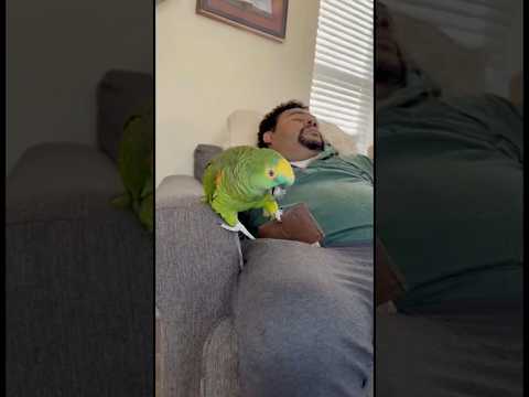 Never trust a parrot 😂🦜💸 #fypシ #funnyanimals #fypシ゚viral #shorts #cute #parrot #funny #usa