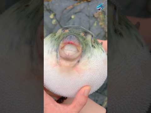 Đây là loài cá có hàm răng sắc bén nhất thế giới | Review bắt hải sản #review #short #food