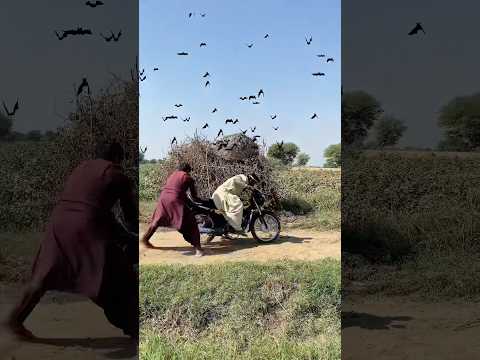 Dangerous crow eggs🐦‍⬛🪺😱hunting #harehunting #hunting #birds #huntingbirds #birdhunting #farming