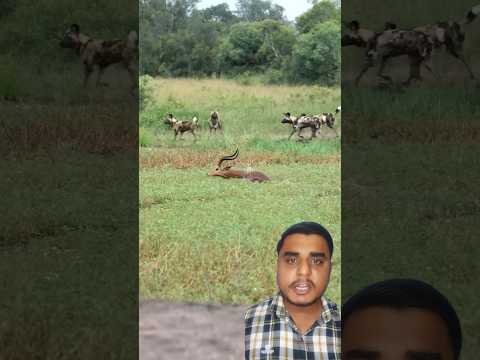 A disabled duckling helps his cat friend ๐ฅ #DuckRescue #CuteAnimal #AnimalRescue