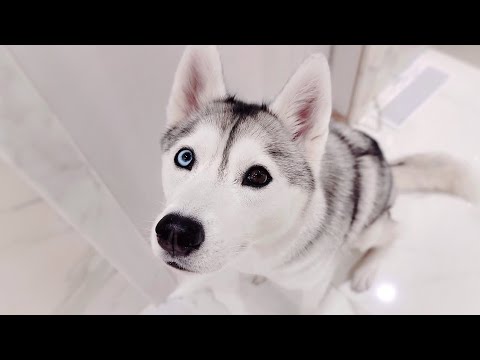 🔴 Come Play and Walk With My Husky!