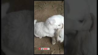 cute dog #shorts #ytshorts #shortvideo #puppy #viral #pet