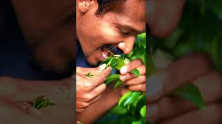 කිරි පණු ගායද ? Enterobiasis/ Pinworm infection