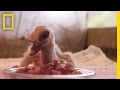 Conservation des cigognes en Alsace