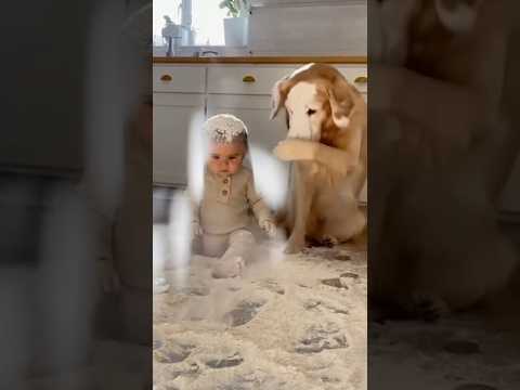 The Dog’s Oscar-Worthy Acting 🐶 VS 👶 The Baby’s Ultimate Finishing Move! Little Bottom, Big Impact