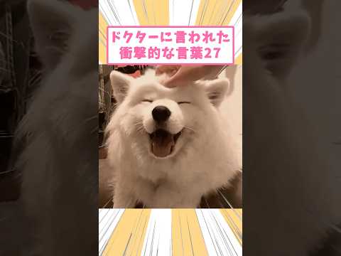 ペットがドクターに言われた衝撃的な言葉27