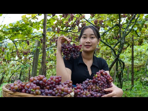 Grape Harvesting for Wine and Syrup