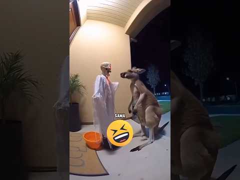 TERKEJUT KARENA BONEKA HALLOWEEN INI BISA GERAK SENDIRI