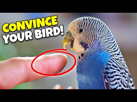 How to make your bird LOVE your HANDS!