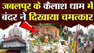 जबलपुर के कैलाश धाम मंदिर में बंदर ने किया चमत्कार देख वीडियो ! #shiv #kailashdham #jabalpur #viral