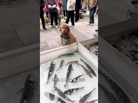이 강아지가 자꾸 시장에 와서 생선을 달라고 하는 이유