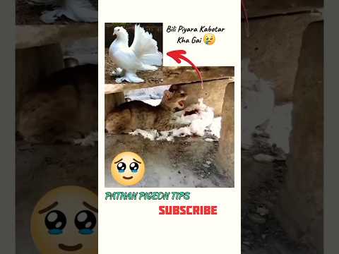 Bili kabotar kha gai 😭 #youtube #catattack #pigeon #bird #sadstatus #whatsappstatus #shorts