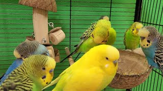 7 hours of relaxing budgie sounds