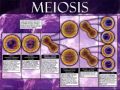 Mitosis vs. Meiosis: Key Differences Explained