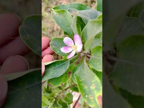 Snail 🐌 paal liya | tortoise 🐢 bhindi kata hai #shorts #shortvideo #youtubeshorts