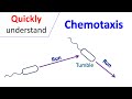 Chemotaxis in Prokaryotic Cells