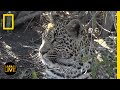 Wildlife Safari Challenges and Interactions