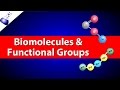 Exploring Biomolecules and Their Functional Groups