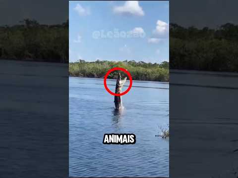 4 ANIMAIS 🐯 mais PERIGOSOS da AMAZÔNIA 🌳 #animais #bichos #curiosidades