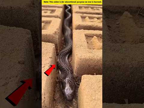 #truedialogue #facts #animals