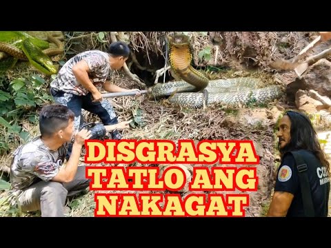 PAGHAHANAP NG KING COBRA ATBP. DISGRASYA, TATLO ANG NAKAGAT #cobraprince #cobraking