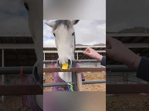 Very Useful Technique for Horse😳|#shorts