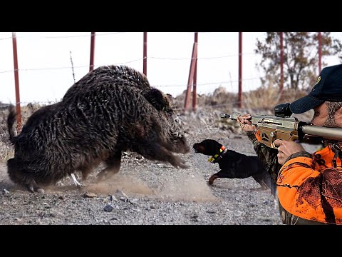 EN İYİ DOMUZ AVLARI, Muhteşem yaban domuzu vuruşları, BEST WILD BOAR HUNTING, HOG HUNTS, #hunting