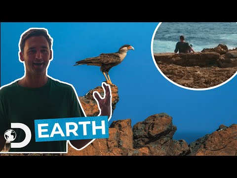 YouTube video thumbnail: Chapter 2 Blue Lizard Effect – Earth