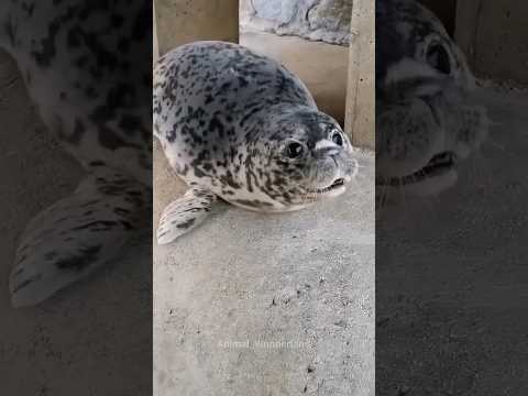 Funny seal#seal#animal#animallover #sealcore#fyp