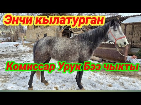 Комиссар Бээ чыкты энчиге сатылат тел 0554535388