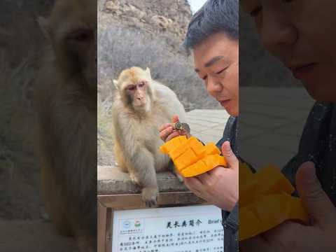 I treat 🐒 like a brother, but 🐒 only have eyes for mangoes. So sad.
