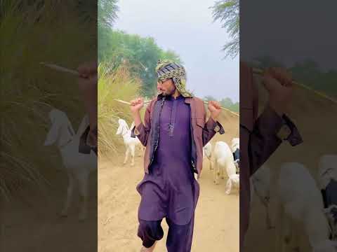 Chor Ne bakri ka baccha wapas Kyon Kiya?#part1 full video visit profile