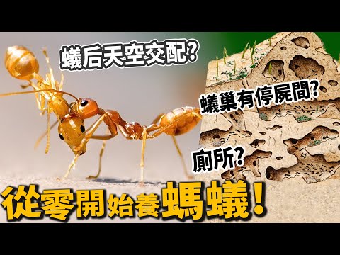 【從零開始養】螞蟻!蟻巢有廁所、停屍間?蟻后交配?【許伯簡芝】FT.台灣蟻窟 - YouTube