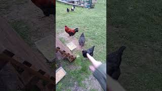 Instant animaux #campagne #animaux #vlog #potager