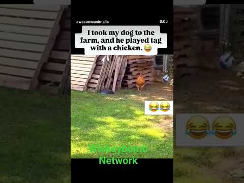 Dog and chicken playing tag on the farm, will the other animals tag in the day time