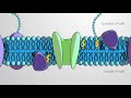 Understanding the Fluid Mosaic Model