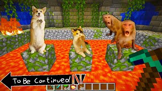 Who to save the Cat or Dog or Monkey?  Meme Cats and Dogs vs. Monkeys funny battle - Part 5