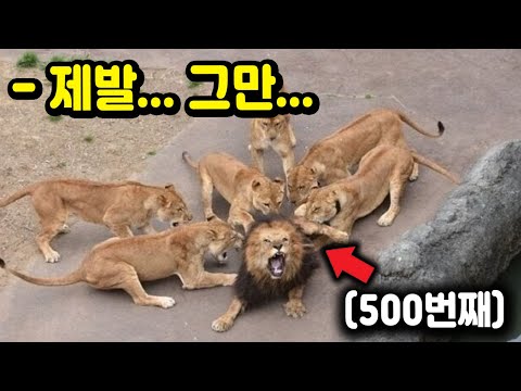 500번 XX당하고 난 사자의 표정