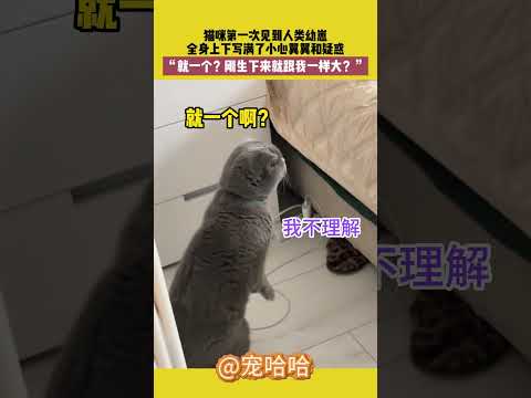猫咪第一次见到人类幼崽 全身上下写满了小心翼翼和疑惑“就一个？刚生下来就跟我一样大？”  #萌宠 #宠哈哈