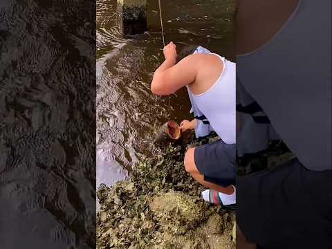 big fish hunt parts 513 đ #fishcatching #fish #ytshorts