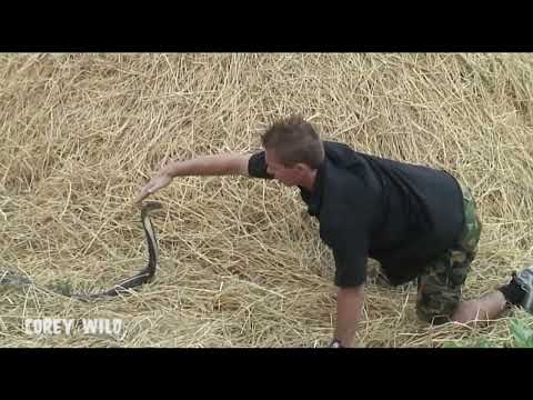 Crazy! King Cobra vs Venom Extraction! #kingcobra #snakebite #snake #venom #snakevideo