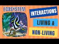 Ecosystem Interactions and Components