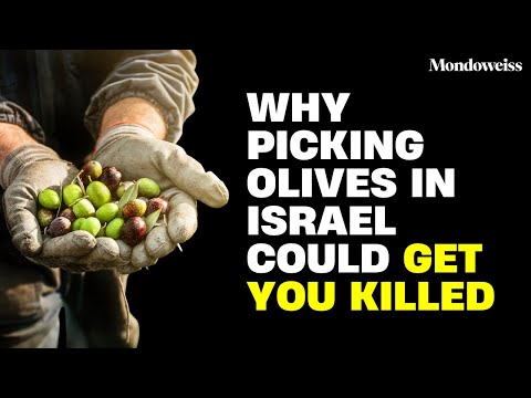 Israel Turns Olive Harvest into a Life-or-Death Task in Palestine