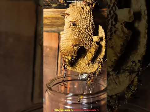 These Chinese people are eating honeybees 🤯
