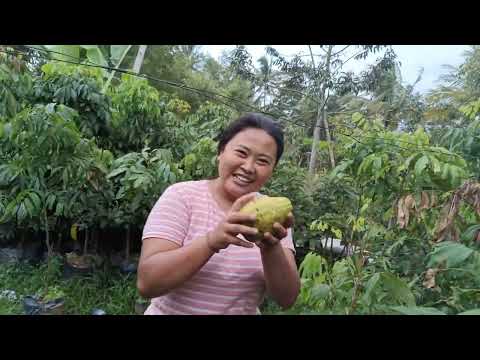 Panen Alpokat Aligator Di Dalam Pot#alpokat