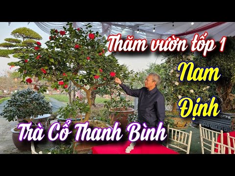 SH.9918. Vườn Hoa Trà THANH BÌNH SỐ 3 đa dạng phong phú và rất chất lượng phục vụ chơi Tết.