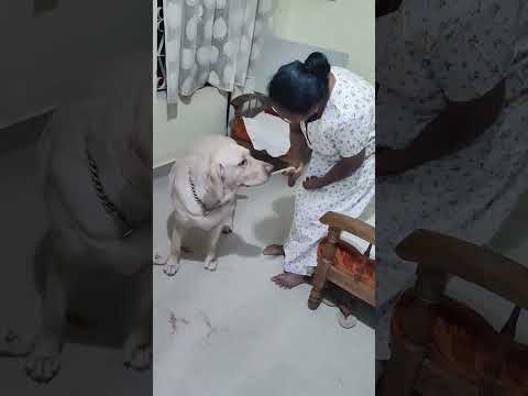 വഴക്ക്  പറയല്ലേ .... 💜🐕😆🥰 #ytshort #labrador #doglover #appu
