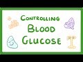 Blood Glucose Regulation Concepts