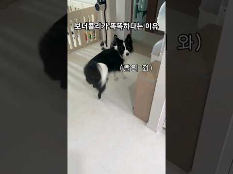 보더콜리의 정중한 요구사항 #shorts #bordercollie #보더콜리