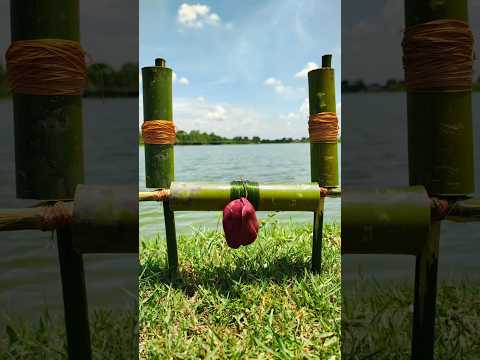 Unbelievable Unique Bamboo Trap Fishing. Best 2025 Viral Fishing Video. #fish #fishing